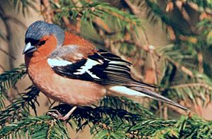 Fringilla coelebs (Chaffinch-Buchfink)