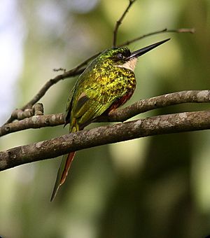 Galbula ruficauda - back