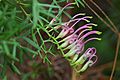 Grevillea rivularis