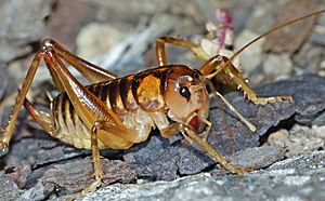 Hemiandrus maia 1217720.jpg