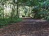 Cuckoo Wood in High Elms