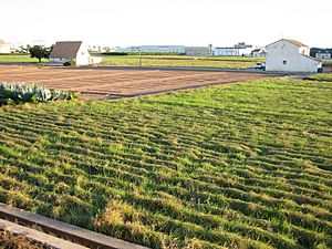 Chufa cultivation fields in Alboraya