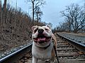 Huey the American Bulldog