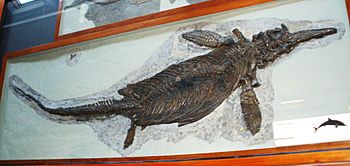 Ichthyosaurus communis 2.JPG