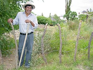 Indian Farmer - Cachi - Argentina