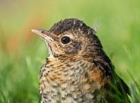 Juvenile robin (12336)