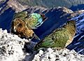 Keas perch on snowy mountain