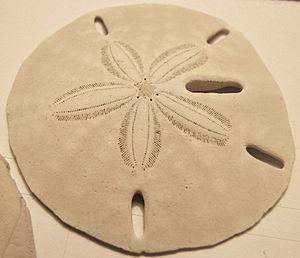 Keyhole sand dollar 01