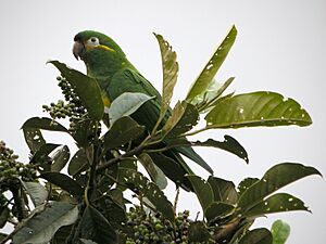 Leptosittaca branickii -Tapichalaca Reserve-8.jpg