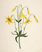 Lilium canadense (lit)