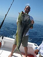 Mahi mahi costa rica