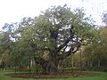 Major Oak