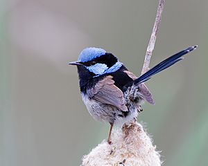 a small long-tailed vivid pale blue and black bird perched among some grasslike vegetation