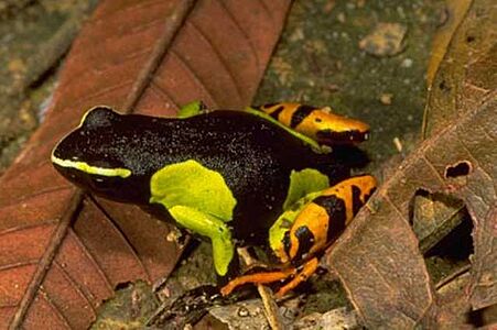 Mantella baroni01