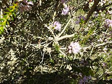 Melaleuca camptoclada (fruits)