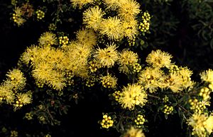 Melaleuca leiopyxis.jpg