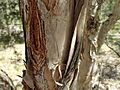 Melaleuca nodosa bark