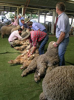 Merino ewe judging