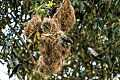 Metallic starlings nesting