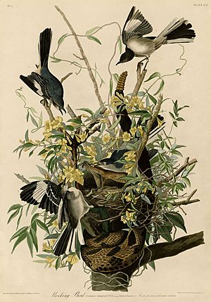 Mocking Bird (Audubon)