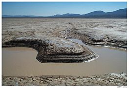 Mojave CoyoteDryLake.jpg