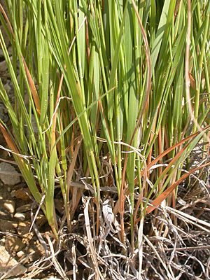 Muhlenbergia cuspidata.jpg