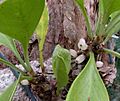 Myrmecodia beccarii fruiting