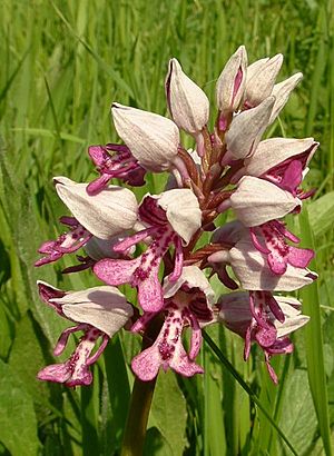 Orchis militaris2