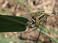 Orthetrum sabina shoulder