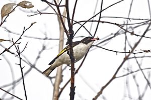 Painted Honeyeater 7315 TunPinONG