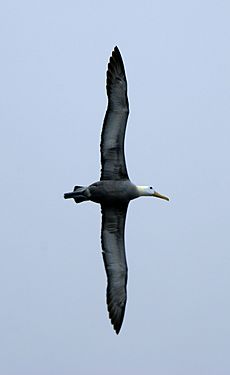 Phoebastria irrorata flying