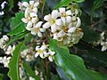 Pittosporum undulatum (Flower)