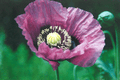 Poppy-purple