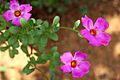 Portulaca flowers 09