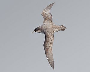 Procellaria cinerea - SE Tasmania.jpg