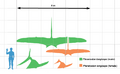 Pteranodon scale