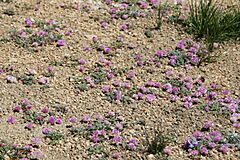 Pussypaws Cistanthe umbellata alpine garden