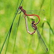 Pyrrhososma nymphula Luc Viatour