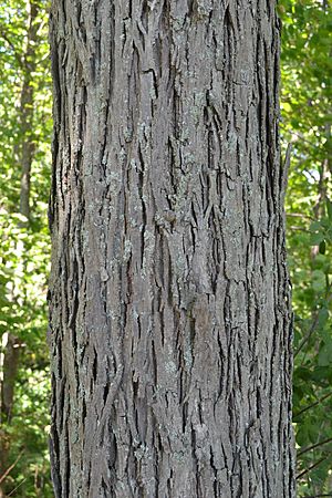 RedHickoryBark