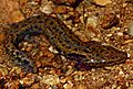 Red River Mudpuppy (Necturus maculosus) (42694782124).jpg