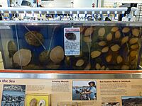 Red abalone aquaculture tank at the Cabrillo Marine Aquarium