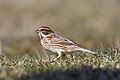 Reed Bunting