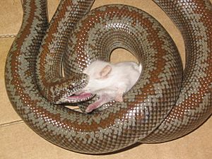 Rosy boa eating