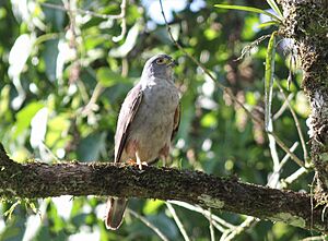 Rufous-thighed Kite (Harpagus diodon).jpg