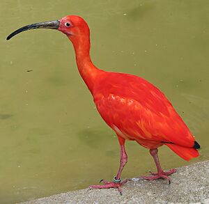 Scarlet ibis arp.jpg