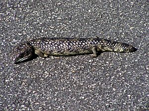 Shingleback on road, Rottnest Island