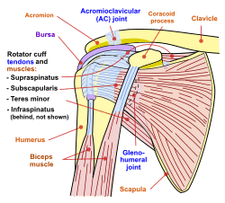 Shoulder joint.svg