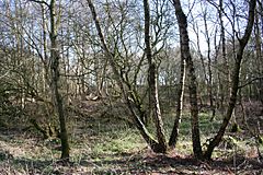 Sound Heath SSSI.jpg