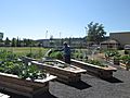 Urban farmer Dave watering beds