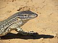 Varanus gouldii Head